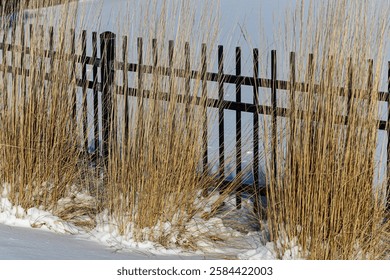 commercial landscape design. tall dried reed ornamental grass in front of black metal fence and snow. winter landscaping. seasonal backdrop. graphic element for mock-up. - Powered by Shutterstock - Get 15% off with code: PIKWIZARD15