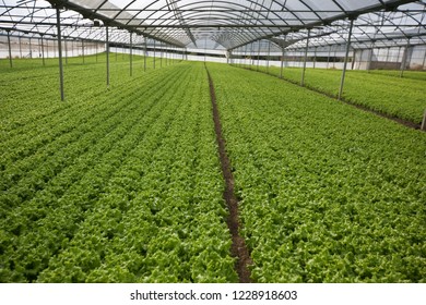Commercial Lettuce production on a farm near Lisbon, Portugal