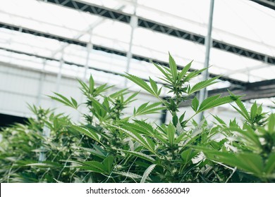 Commercial Marijuana Grow Operation, Grown By TKO Reserve