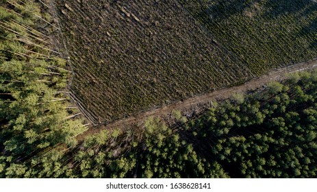 Commercial Pine Forest In Lower Silesia