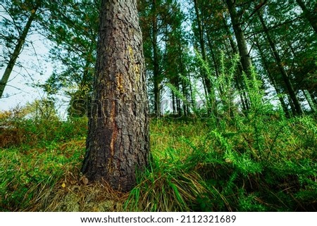 Commercial pine tree in the forest. Bottom view of pine tree trunk with amber resin on bark of pine tree. Pine plantation for timber. Tree and green grass in the forest. Source of turpentine.