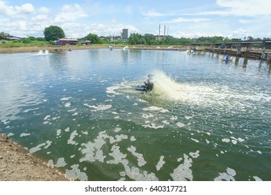 Commercial Prawn Farm In Kunak Sabah Malaysia.