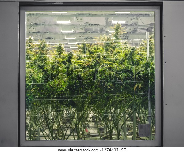 Commercial Warehouse Marijuana Industry Grow Room Stock