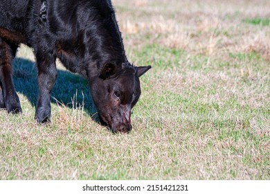 Commerical Angus Beef Calf Grazing On New Sprigs Of Spring Grass In March In Alabama.