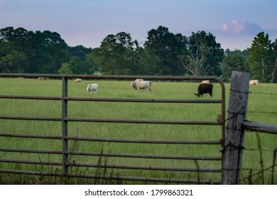 Commerical beef cattle seen through an old metal gate out-of-focus in the foreground at dusk.