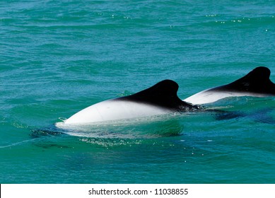 Commerson's Dolphin (Cephalorhynchus Commersonii)