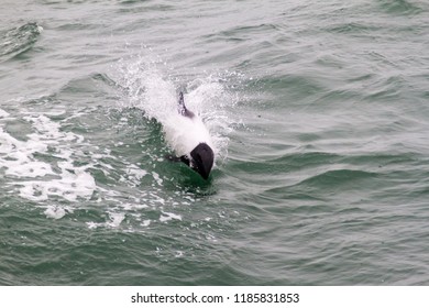 Commerson's Dolphin (Cephalorhynchus Commersonii) In Magellan Strait, Chile