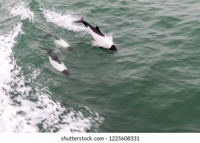 Commerson's Dolphin (Cephalorhynchus Commersonii) In Magellan Strait, Chile