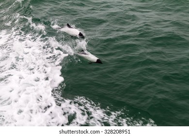 Commerson's Dolphin (Cephalorhynchus Commersonii) In Magellan Strait, Chile