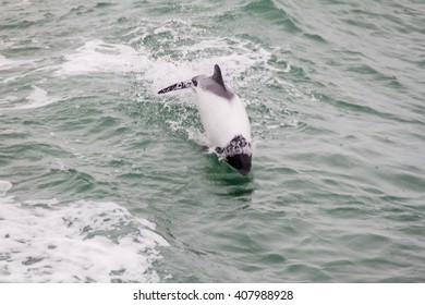 Commerson's Dolphin (Cephalorhynchus Commersonii) In Magellan Strait, Chile