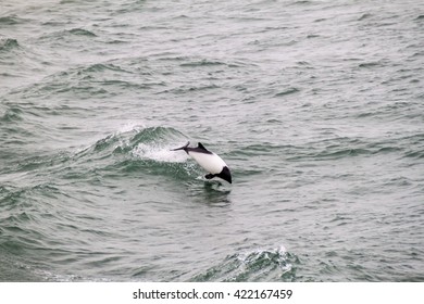 Commerson's Dolphin (Cephalorhynchus Commersonii) In Magellan Strait, Chile