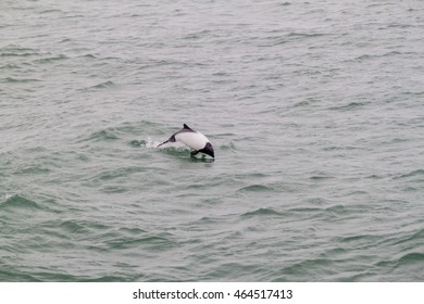 Commerson's Dolphin (Cephalorhynchus Commersonii) In Magellan Strait, Chile