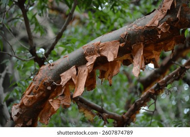 Commiphora harveyi; tree trunk from the red-stem corkwood tree
