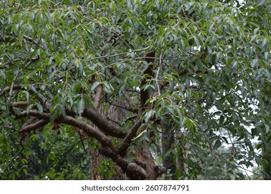 Commiphora harveyi; tree trunk from the red-stem corkwood tree