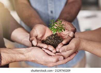 Committed to making their new business flourish. Cropped shot of a group of people holding a plant growing out of soil.