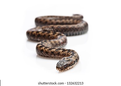 Common Adder