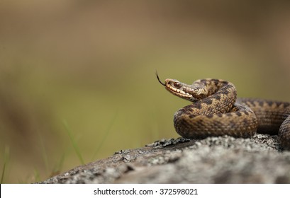 Common Adder