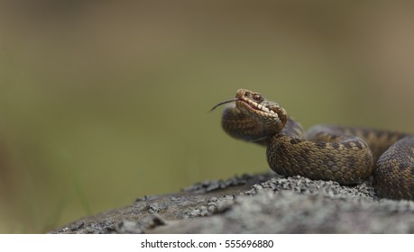 Common Adder