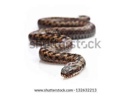 Common adder