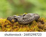 Common Adder - Vipera berus