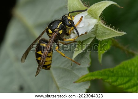 A Common Aerial Yellowjacket is collecting nectar from a small white flower. Also known as a Common Yellow Hornet or Sandhills Hornet. Taylor Creek Park, Toronto, Ontario, Canada.