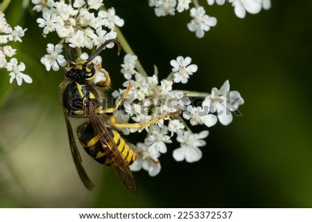 A Common Aerial yellowjacket is collecting nectar from white Queen Anne's Lace flowers. Also known as a Common Yellow Hornet or Sandhills Hornet. Taylor Creek Park, Toronto, Ontario, Canada.