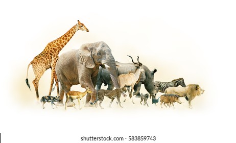 Common African Safari Animals Walking Together With Dusty Background