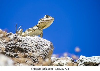 The Common Agama  (Agama Agama)