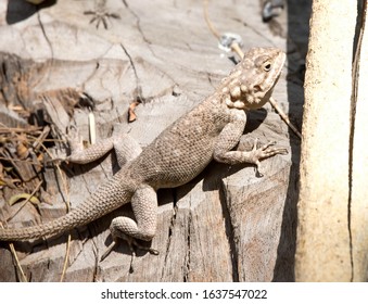 A Common Agama On A Tree Stump