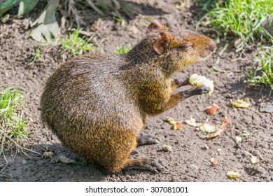 Common Agouti Eating Over Dirt