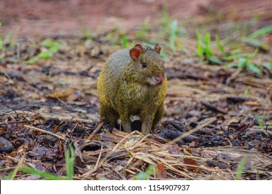 Common Agouti Portrait