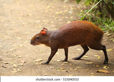 Common Agouti Rodent Running Across The Path, Costa Rica. 