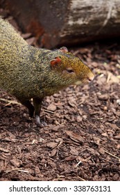 Common Agouti In A Zoo.