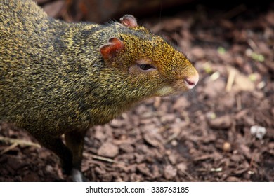 Common Agouti In A Zoo.