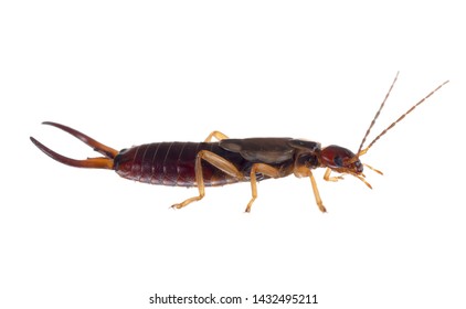 Common aka European earwig, Forficula auricularia studio isolated on white background. Profile. Male insect.