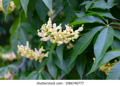 Common American Chestnut Tree In The Park Blooms In Spring