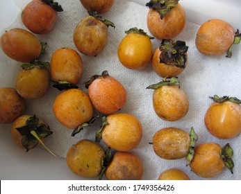 Common American Persimmon Fruit -Diospyros Virginiana Linnaeus 