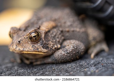 A Common American Toad With Brown Bumpy Skin And Large Glassy Eyes Peacefully Rests On A Grey Carpet.