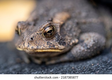 A Common American Toad With Brown Bumpy Skin And Large Glassy Eyes Peacefully Rests On A Grey Carpet.