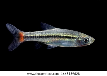 Common aquarium fish, Red-tailed Rasbora or Blackline rasbora (Rasbora borapetensis)