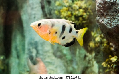 Common Archer Fish