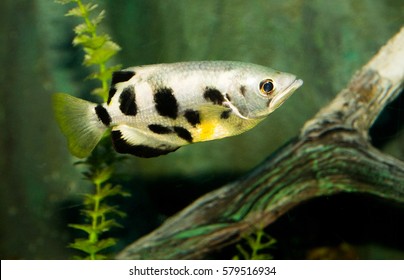 Common Archer Fish