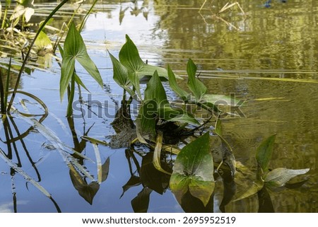 Common arrowhead plants thrive in shallow waters their broad leaves reaching above the surface while reflections ripple in the tranquil environment around them.