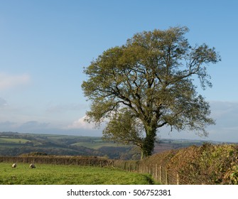 Common Ash Tree (Fraxinus excelsior) in a Hedgerow near the Rural Village of Bridge Reeve in Devon, England, UK