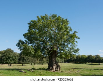 Common Ash Tree (Fraxinus Excelsior) In Parkland In Rural Somerset, England, UK