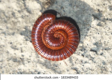 Common Asian Millipede (Trigoniulus corallinus) rolled up on dry land as its natural self-defence mechanism when feeling threatened at Jawa Island