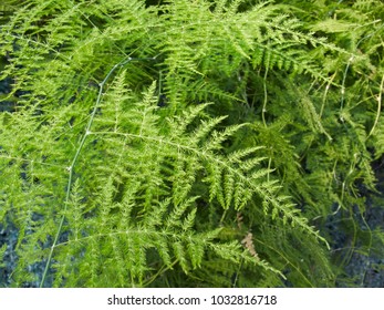 Common Asparagus Fern Leaves