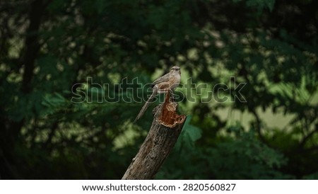 Common babbler (Argya caudata) perched atop a broken wooden stump, full-body shot of a wild streaked songbird against a dark green foliage background in Kutch, Gujarat, India.