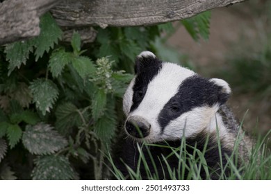 The Common Badger (Meles meles meles), a subspecies of the European badger, also known as the Eurasian badger.