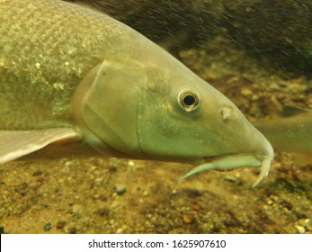 188 Barbel Fish Species Images, Stock Photos & Vectors | Shutterstock